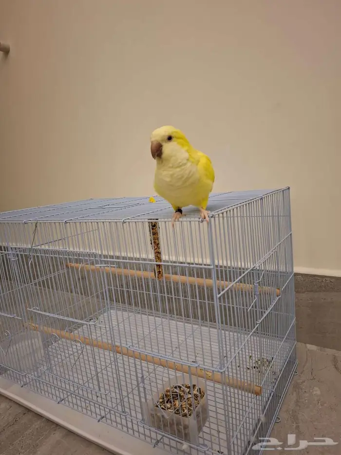 عصفور كويكر لاتينو 2