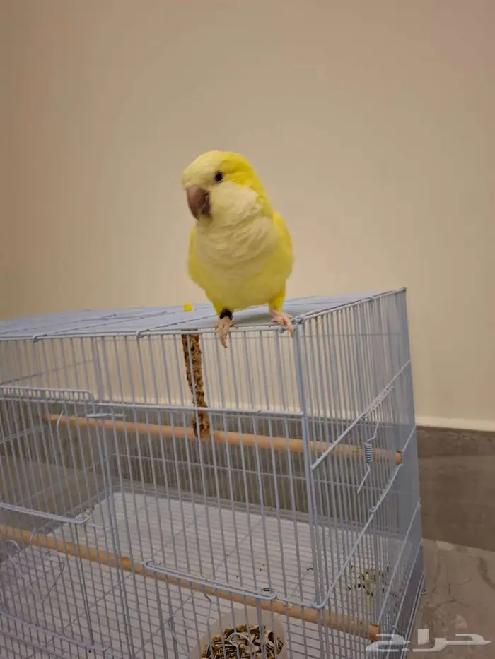 عصفور كويكر لاتينو 3