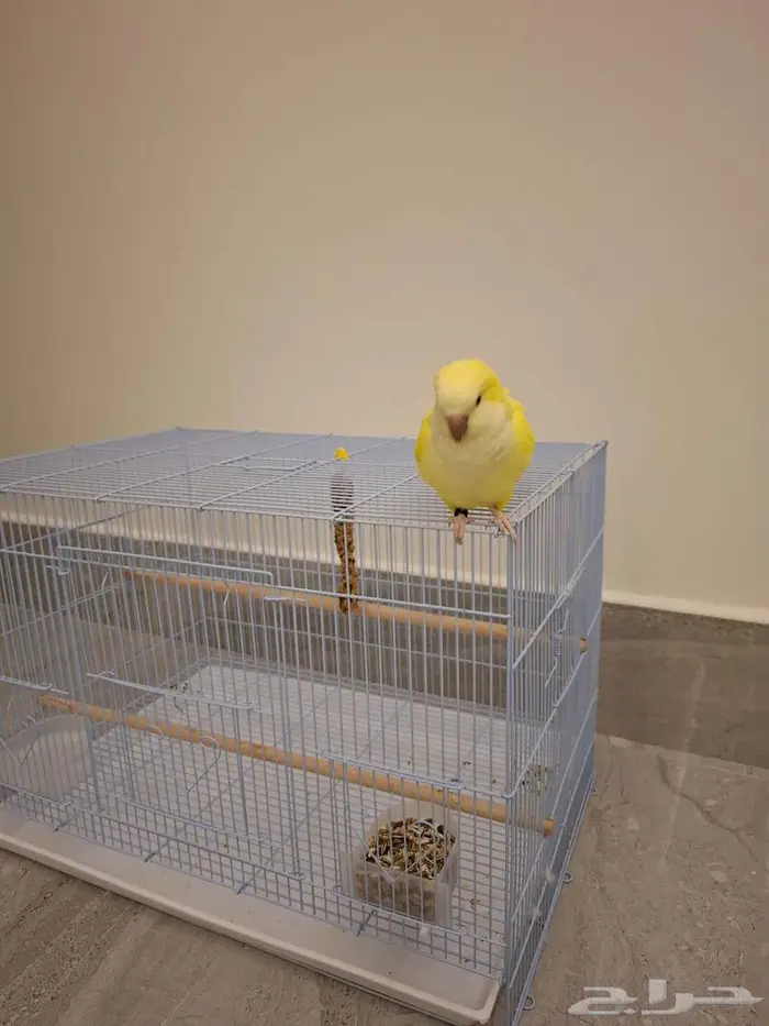 عصفور كويكر لاتينو 0