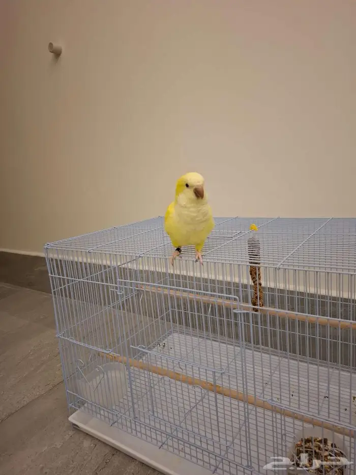 عصفور كويكر لاتينو 1