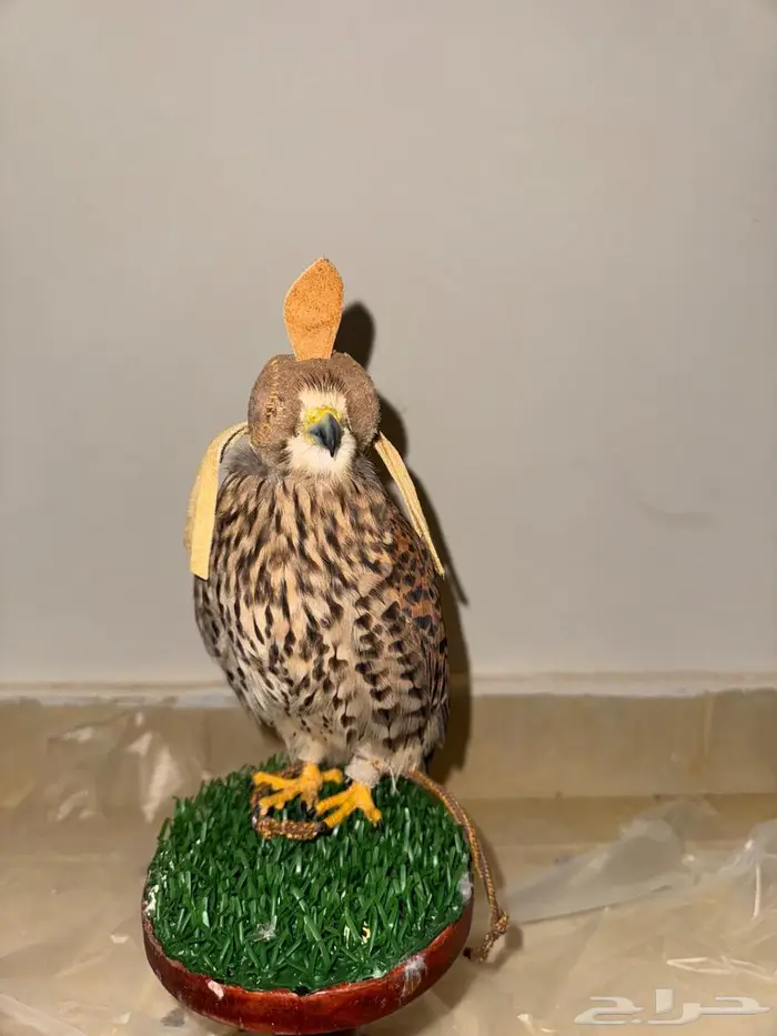 بأشق للبيع 1