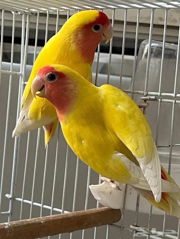 جوز روز منتج 2