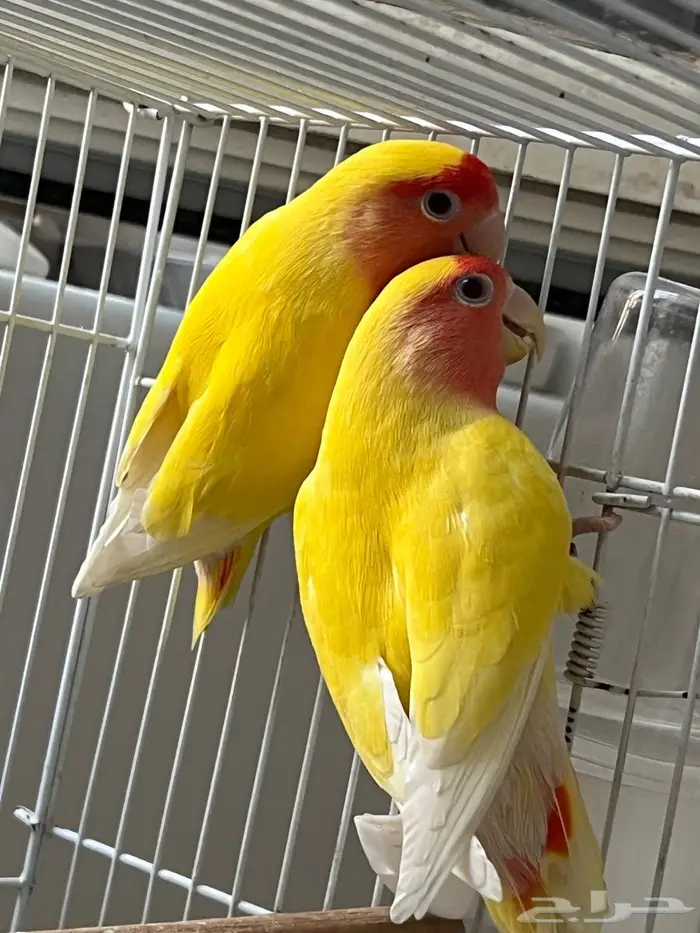 جوز روز منتج 0