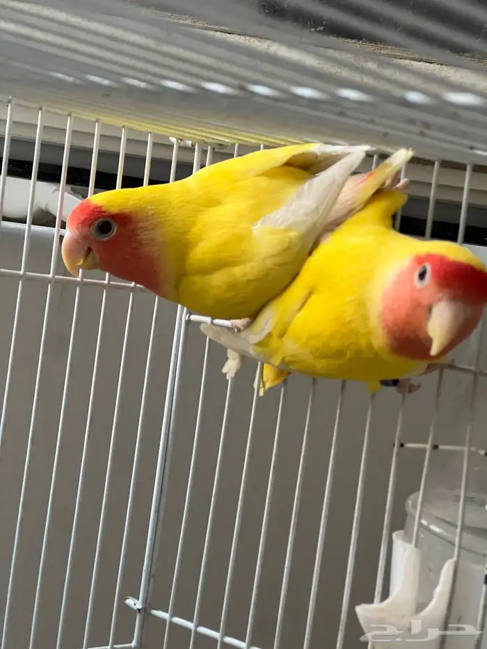 جوز روز منتج 3