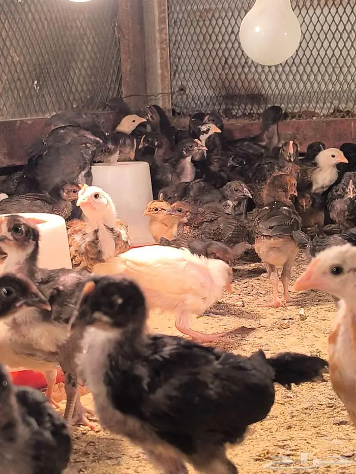 صيصان بلدي 0