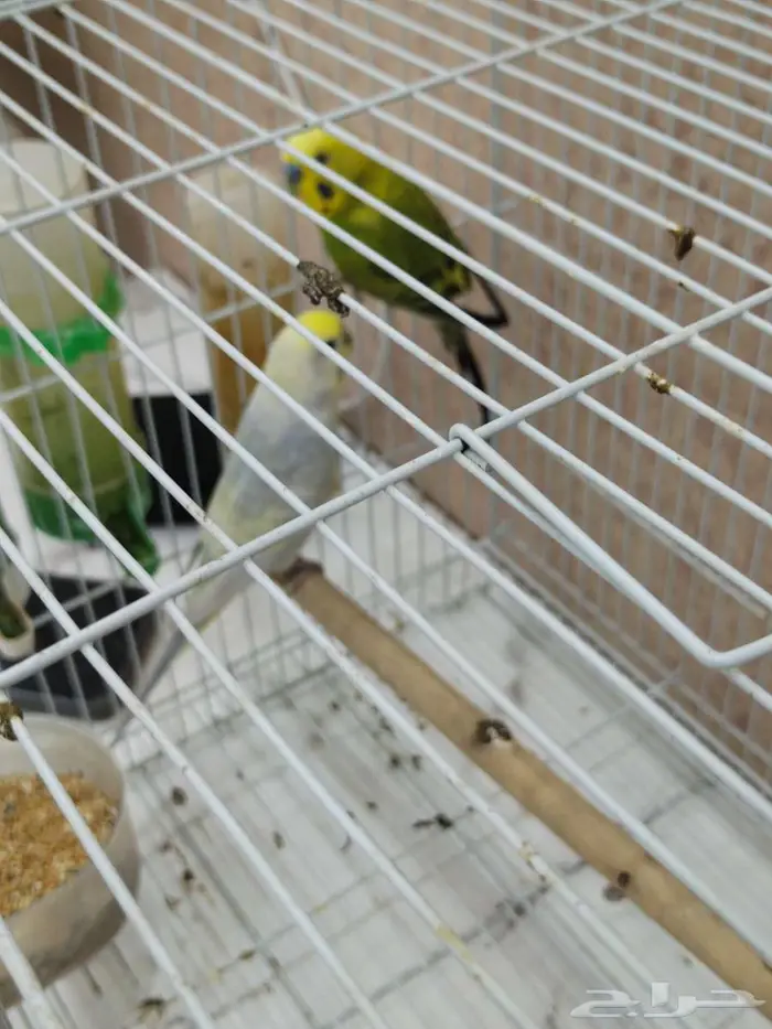 طيور زين للبيع روز وجاوه قماري هولندي للبيع اعلا سومن 3
