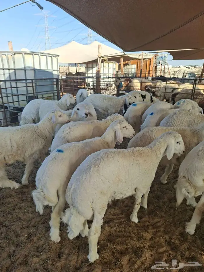 ذبايح نعيم حري تيوس 1