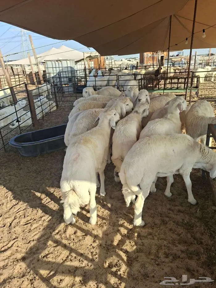 ذبايح نعيم حري تيوس 5