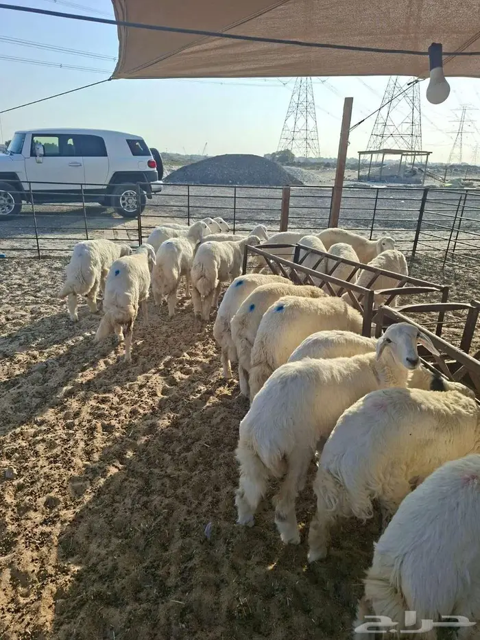 ذبايح نعيم حري تيوس 2