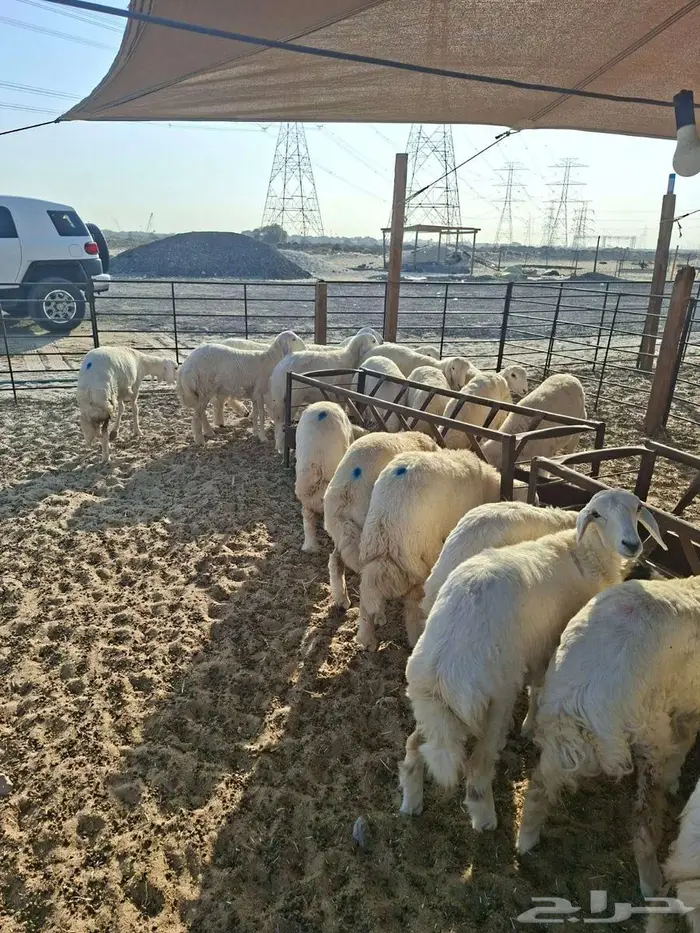 ذبايح نعيم حري تيوس 0