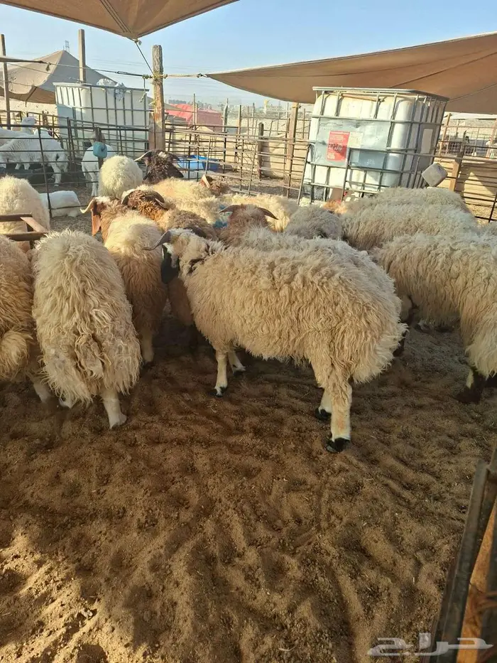 ذبايح نعيم حري تيوس 6