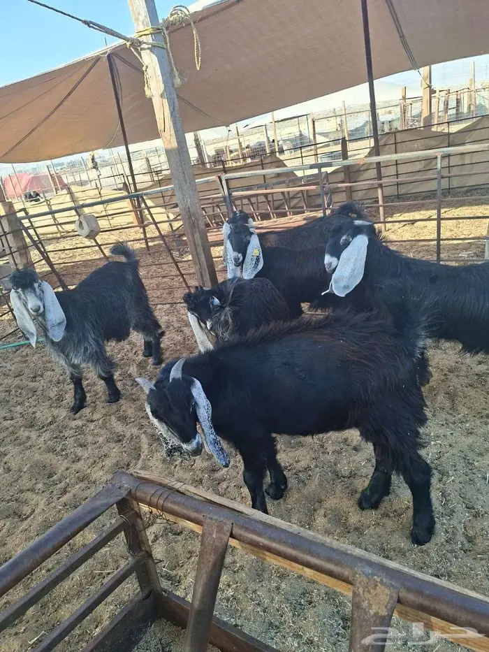 ذبايح نعيم حري تيوس 3