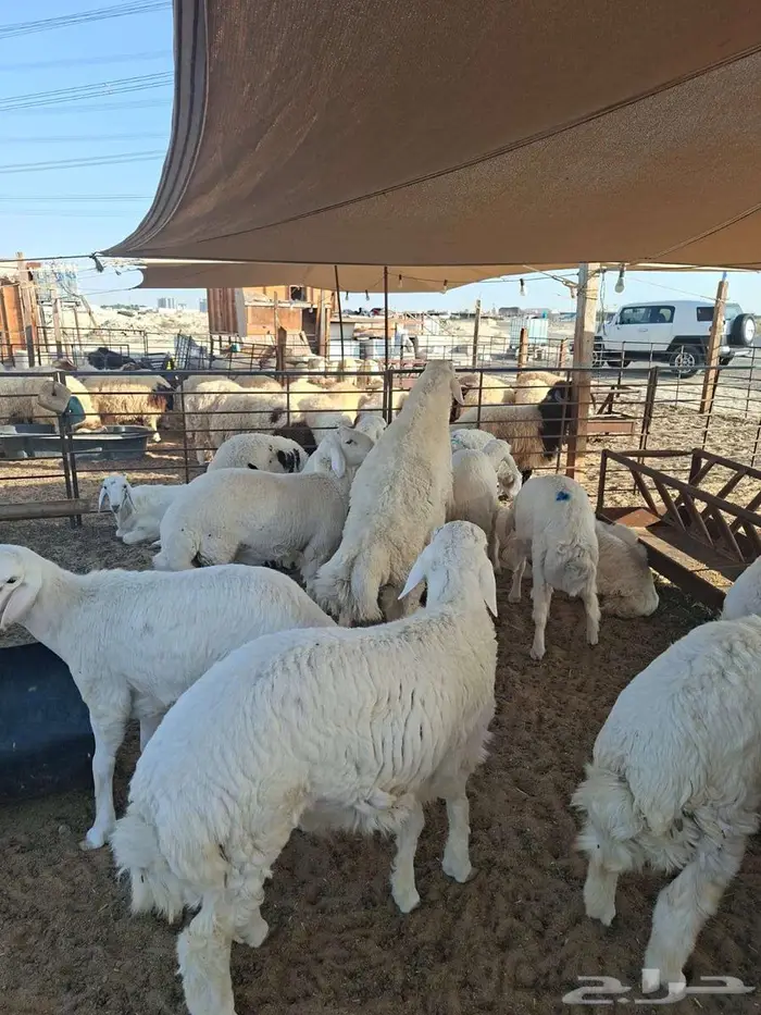 ذبايح نعيم حري تيوس 8