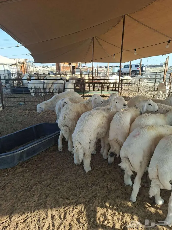 ذبايح نعيم حري تيوس 7