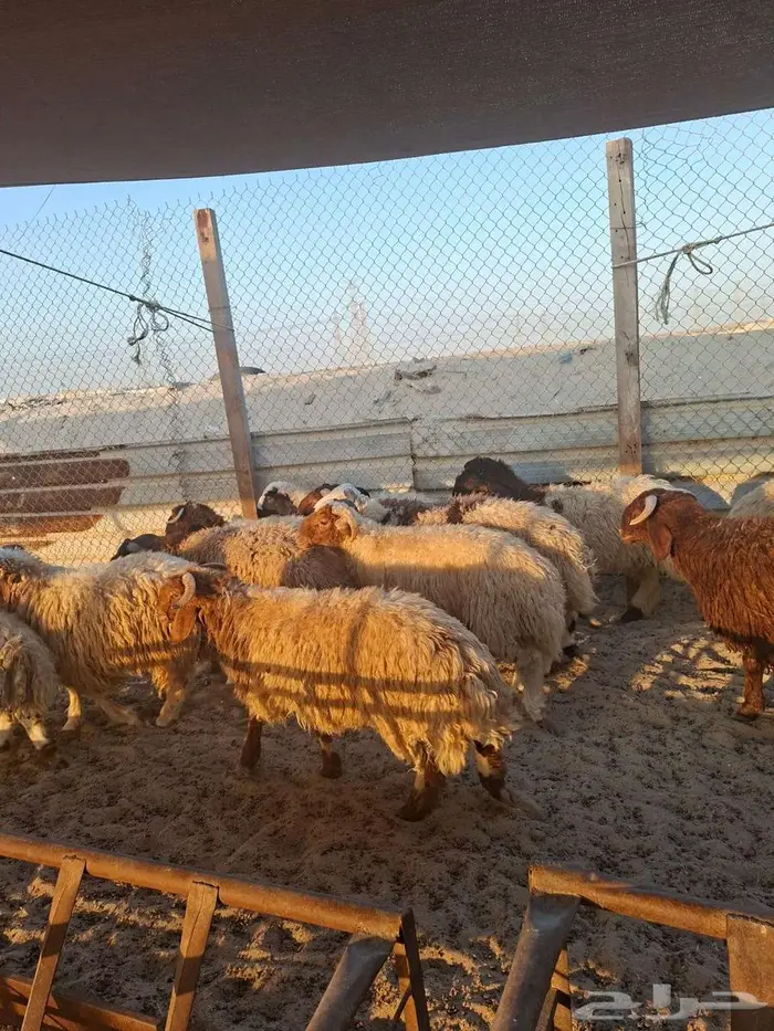 ذبايح نعيم حري تيوس 9