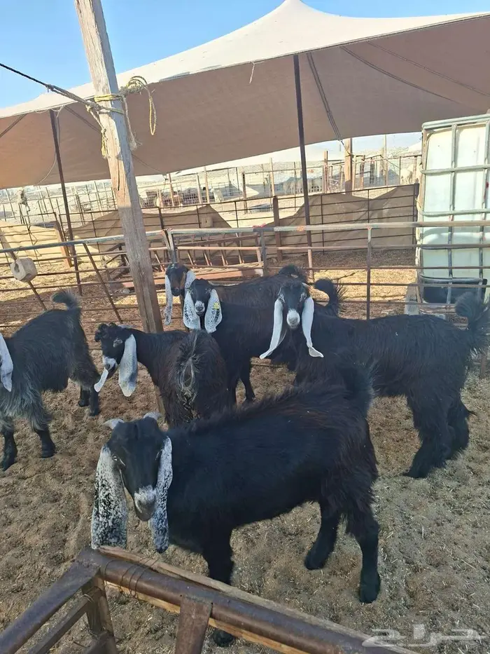 ذبايح نعيم حري تيوس 4