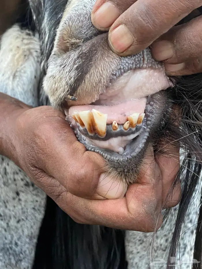 تيس عارضي للبيع 0