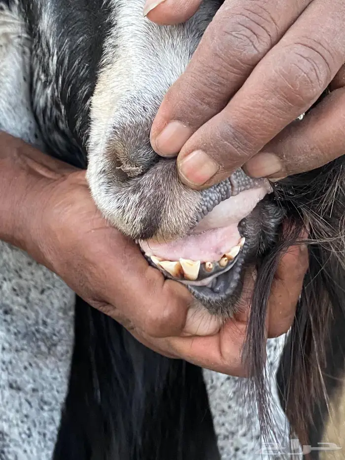 تيس عارضي للبيع 1