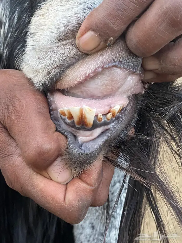 تيس عارضي للبيع 2