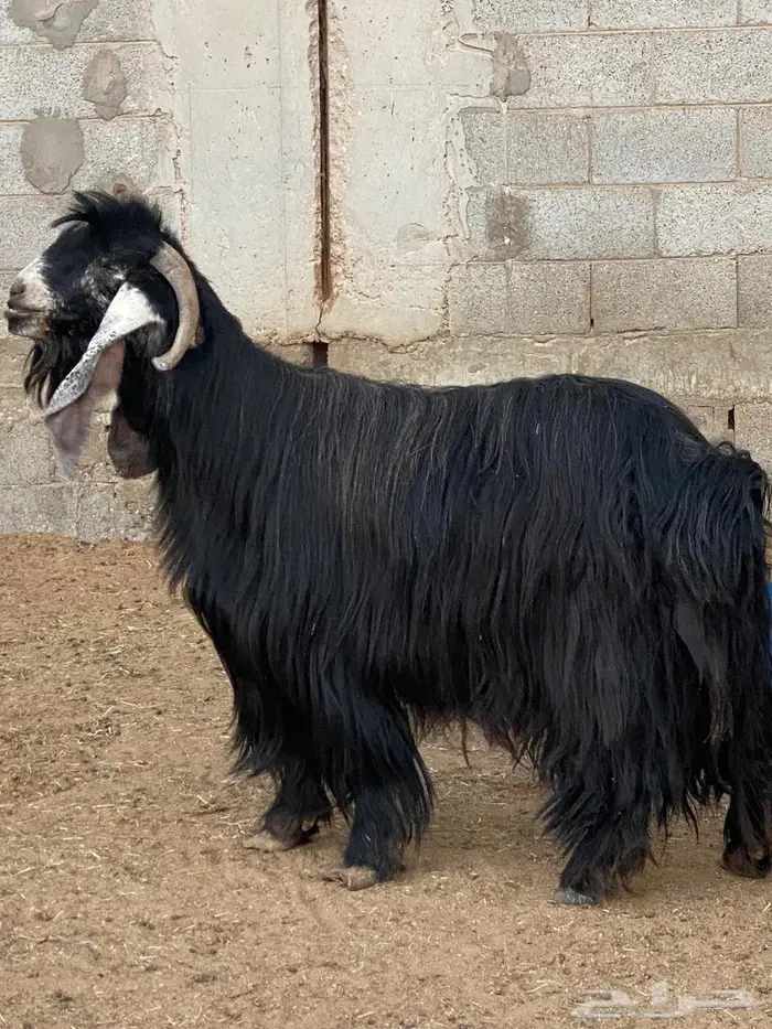 تيس عارضي للبيع 3