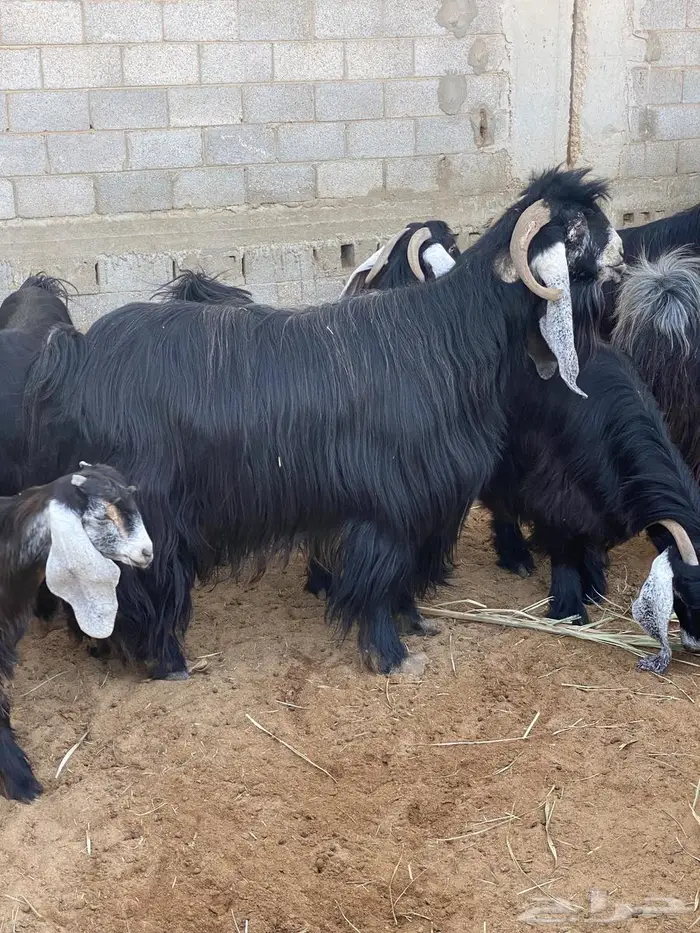 تيس عارضي للبيع 4