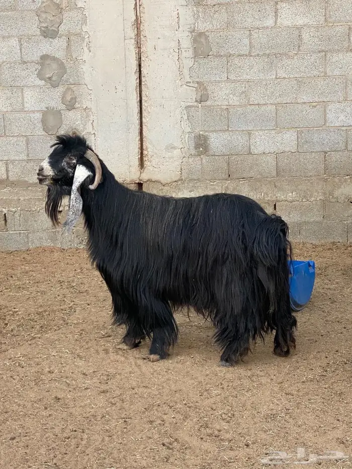 تيس عارضي للبيع 5