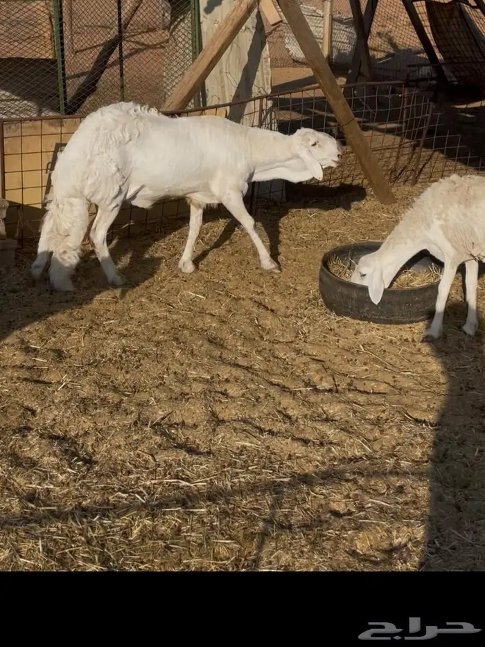 فحل ساكني ابيض 2