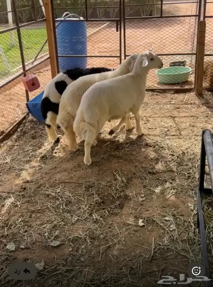 خرفان حريه طيبه 0