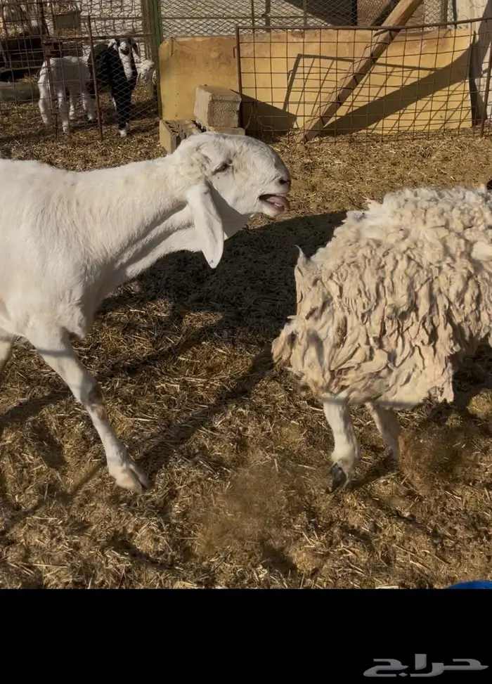 فحل ساكني ابيض 1