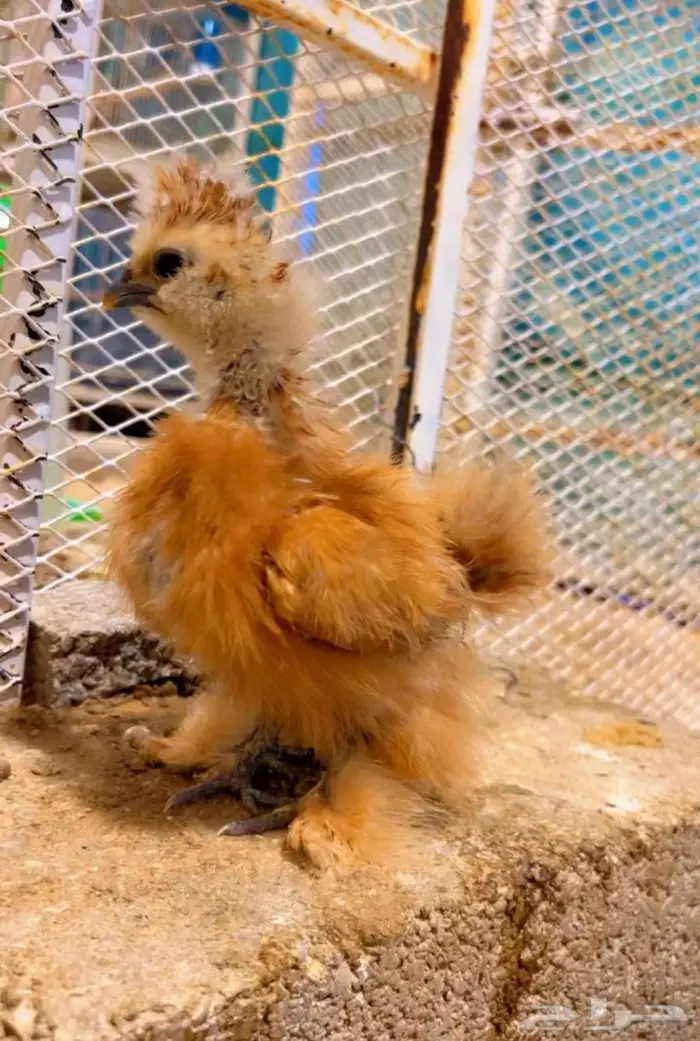 فروخ قطني ( فواخر ) 6