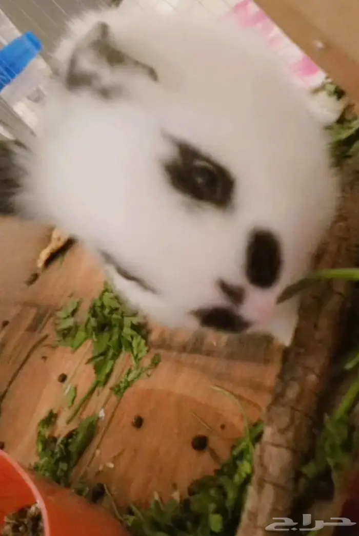 أرنب فرنسي اسود ببيض ذكر والسوداء أنثى 4