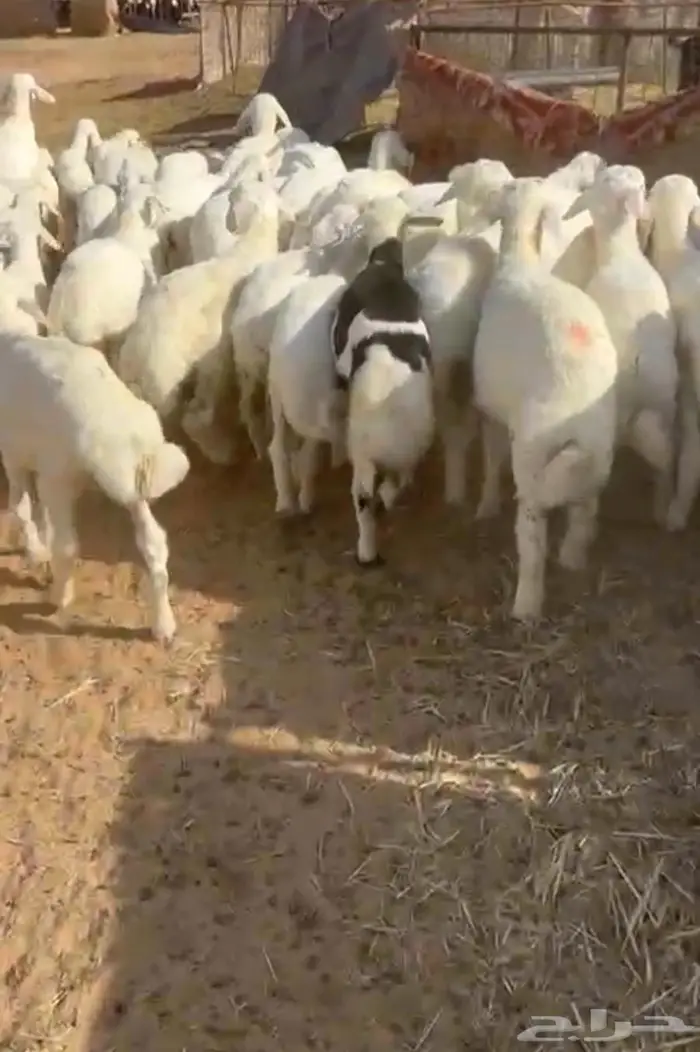 بهم حري تربيه 0