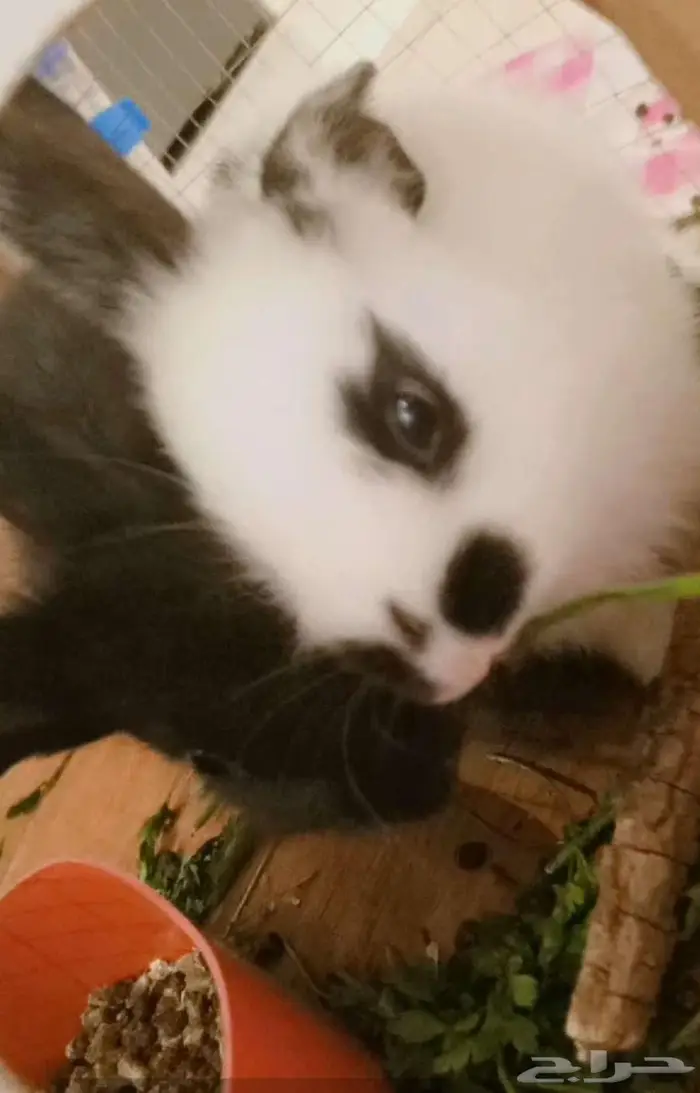 أرنب فرنسي اسود ببيض ذكر والسوداء أنثى 1