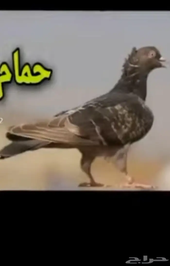 حمام لوت 0