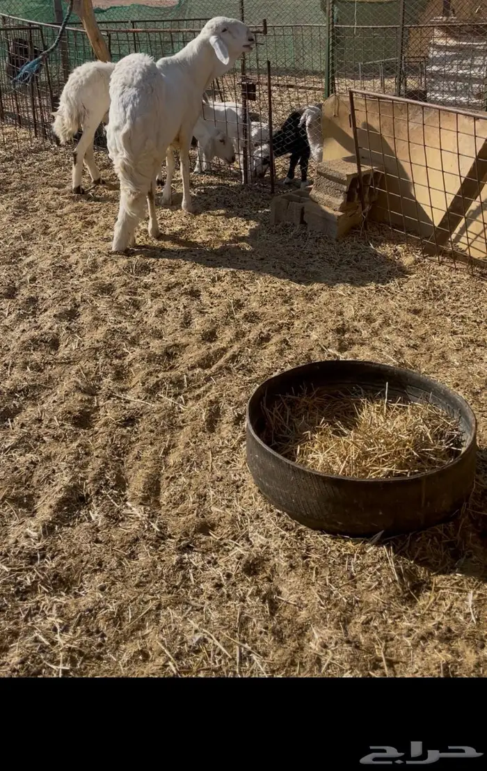 فحل ساكني ابيض 4