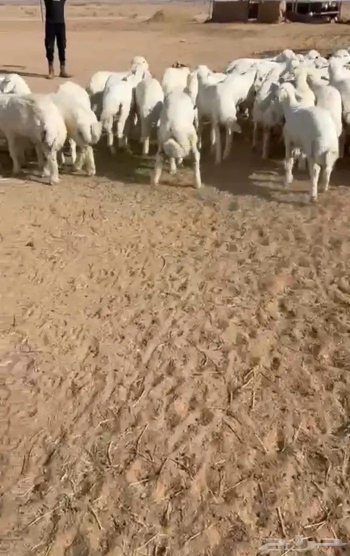 بهم حري تربيه 2