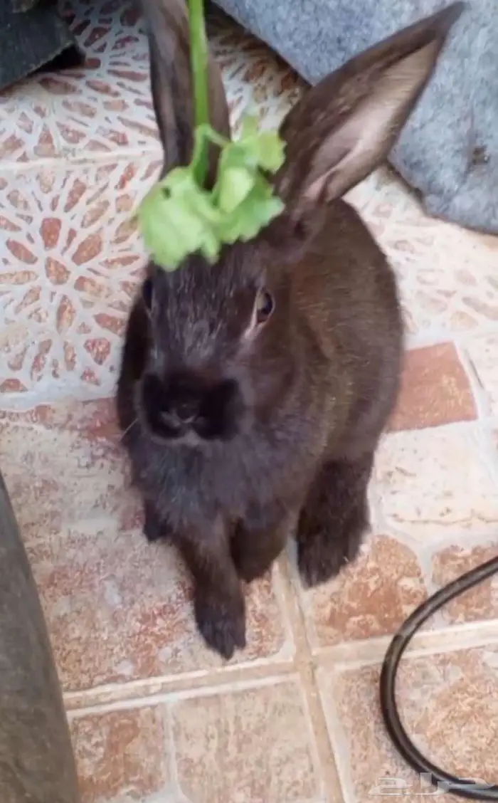 أرنب فرنسي اسود ببيض ذكر والسوداء أنثى 3