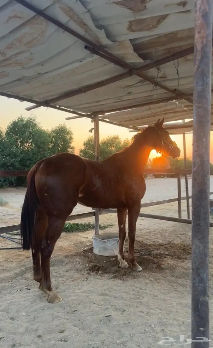 حصان انقليزي بطل 1