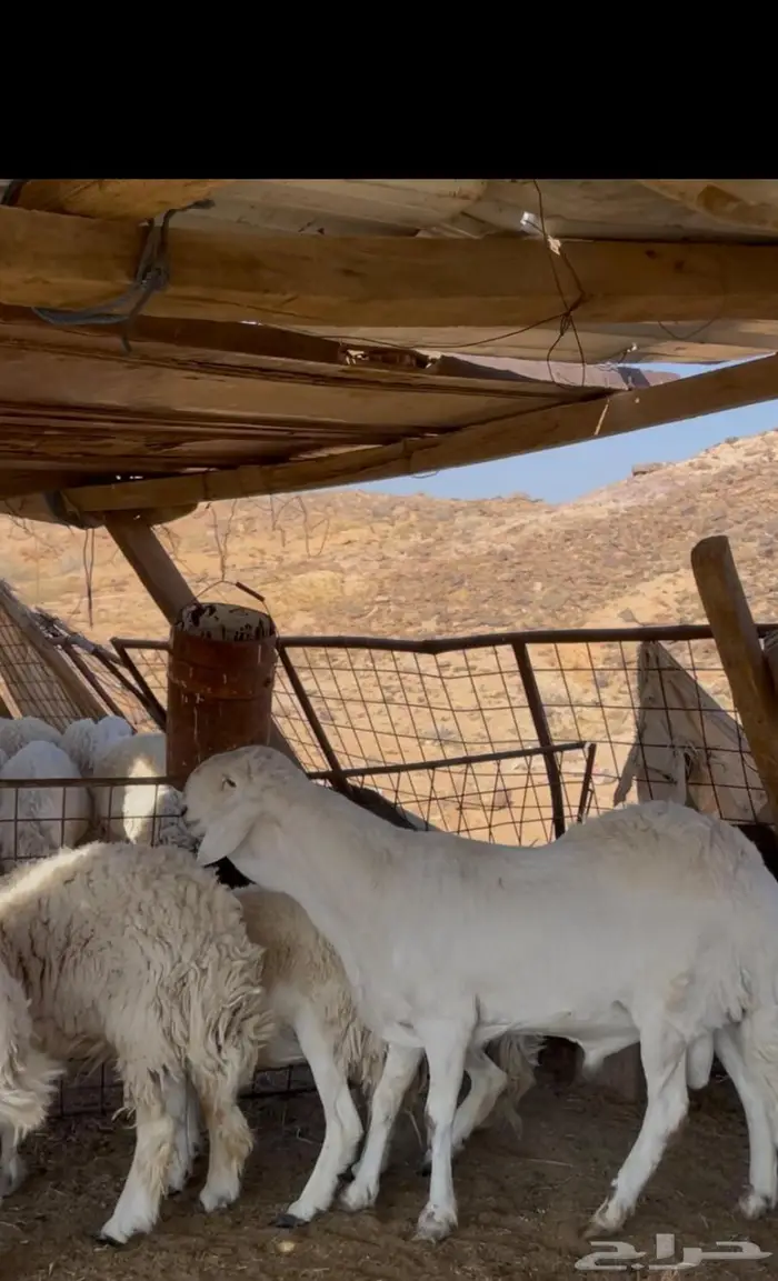 فحل ساكني ابيض 0