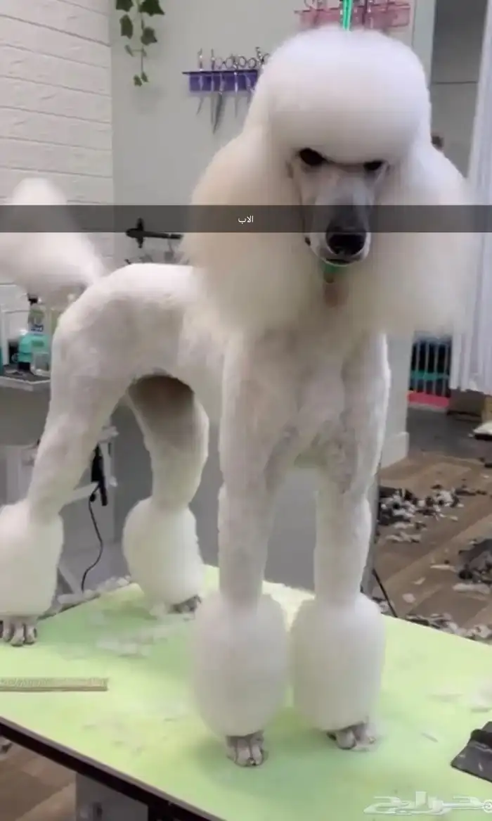 كلب بودل بيور مستويات 1