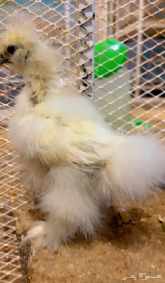 فروخ قطني ( فواخر ) 7