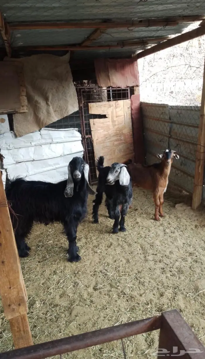 ثلاث تيوس على حد التقفيل واحد عمره 0