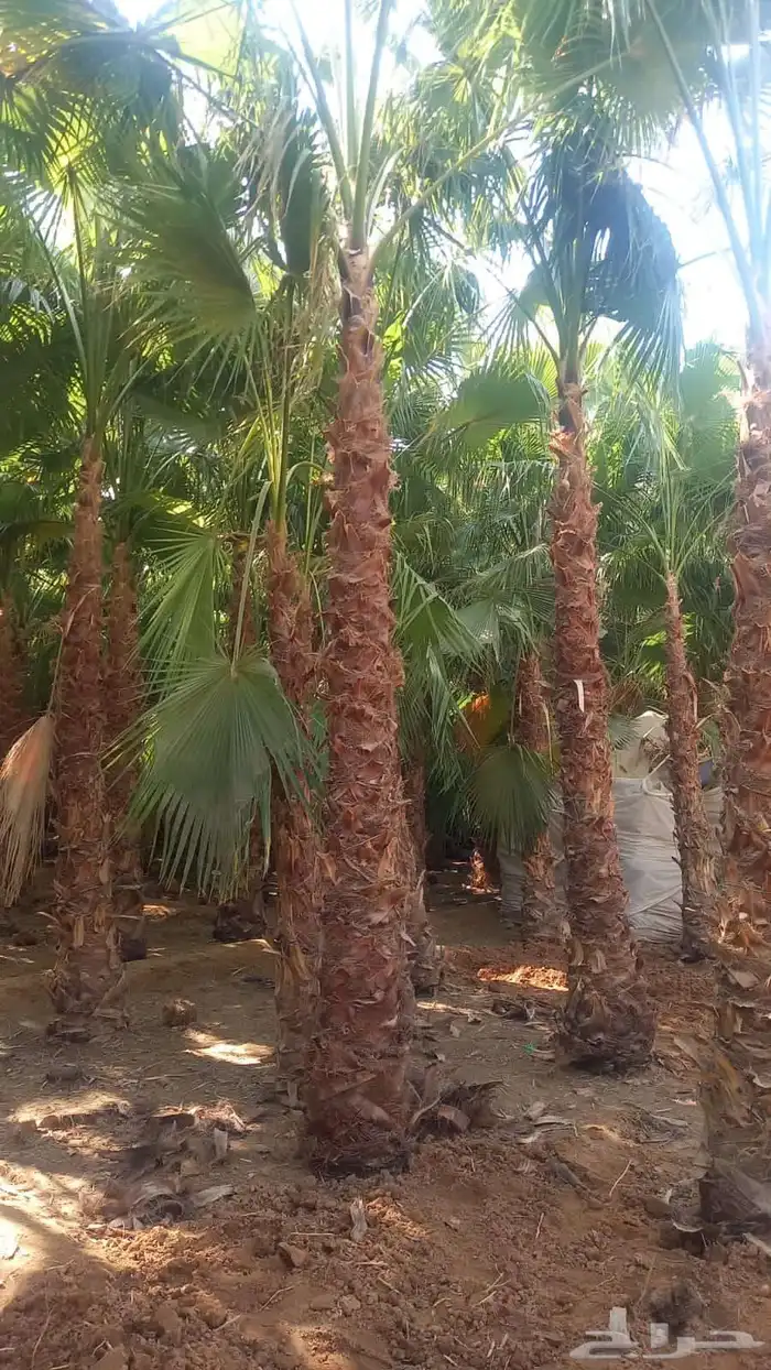 يتوفر لدينا جميع انواع النخل وجميع المقاسات المتوفره 0