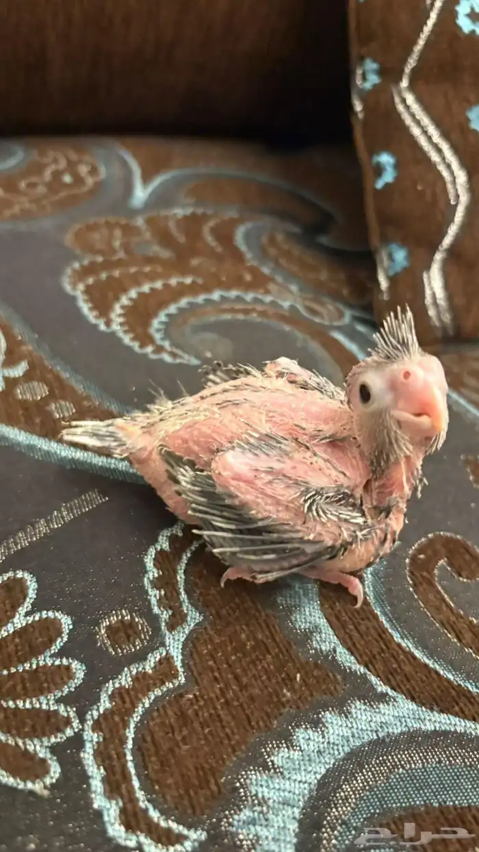 فرخ كروان هولندي 0