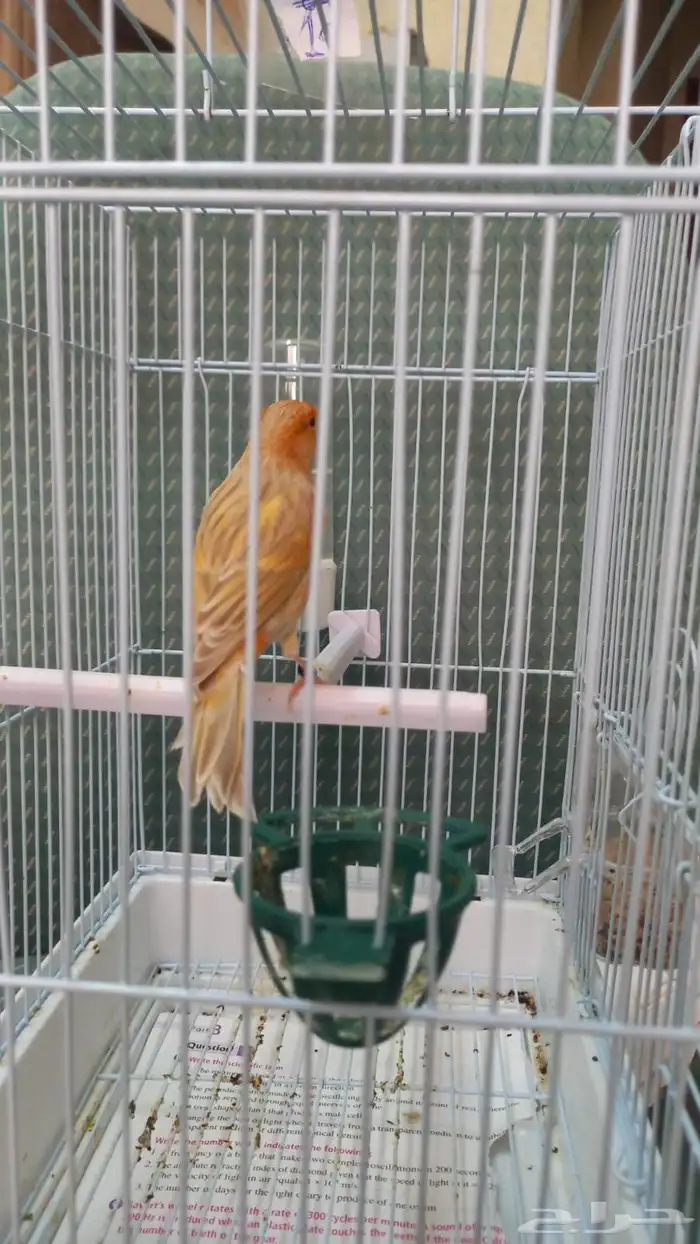 تم الحجز ذكر كناري مشمشي ستانيت شرط تغريد 2