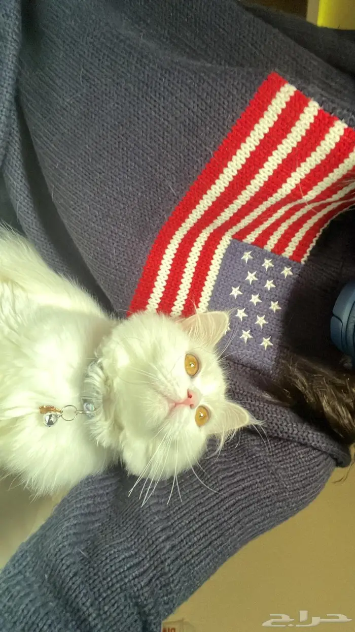 بسه شيرازي 0