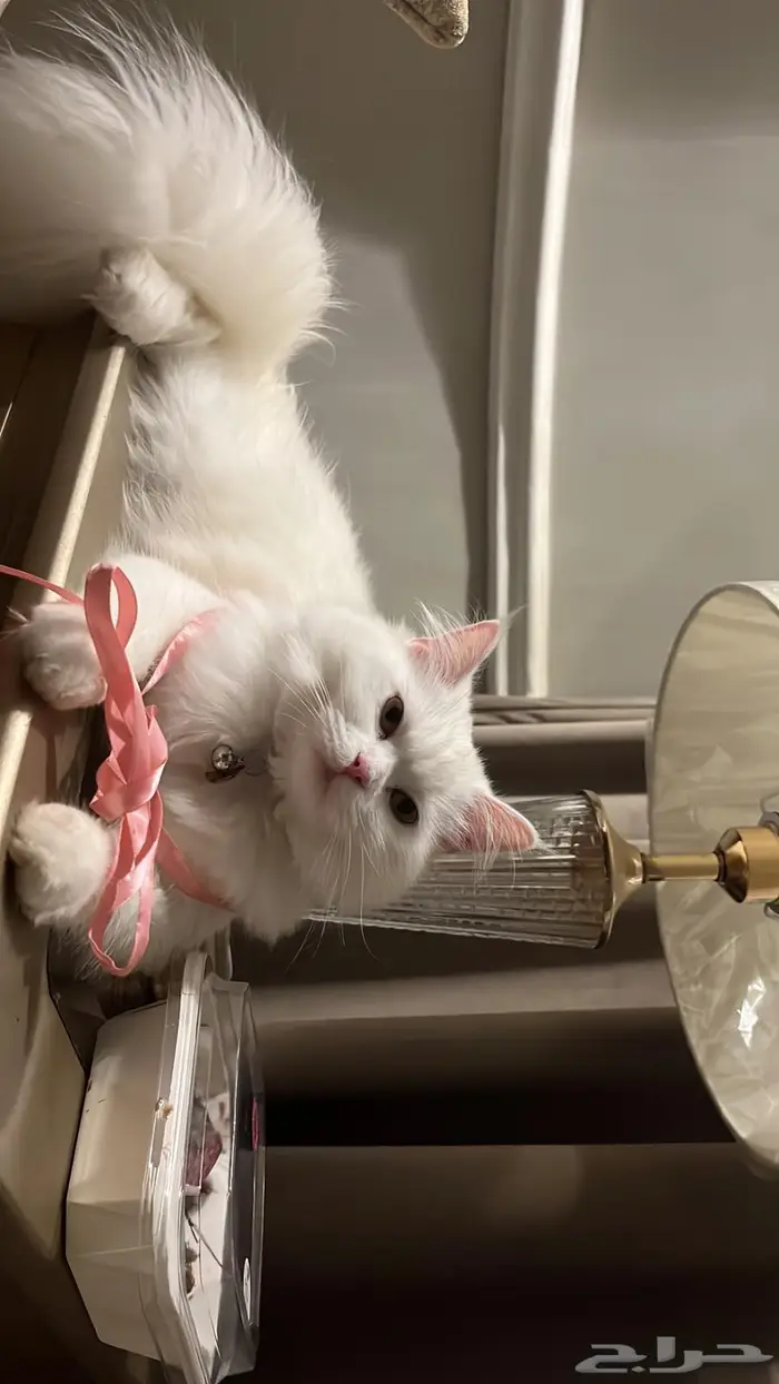 بسه شيرازي 2