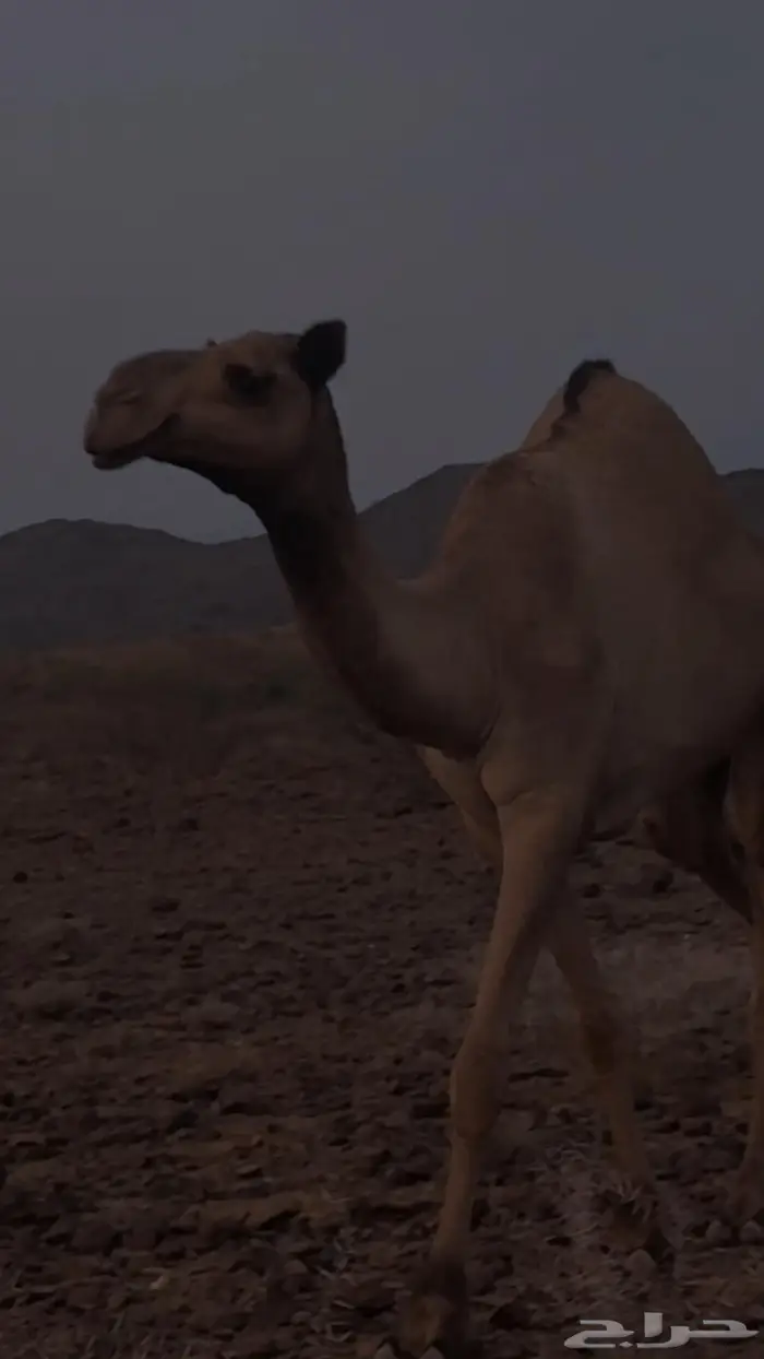 ناقه للبيع 0