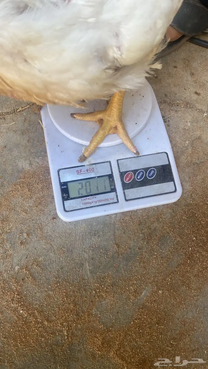 صوص الدجاج اللاحم عمر 35 يوم 1