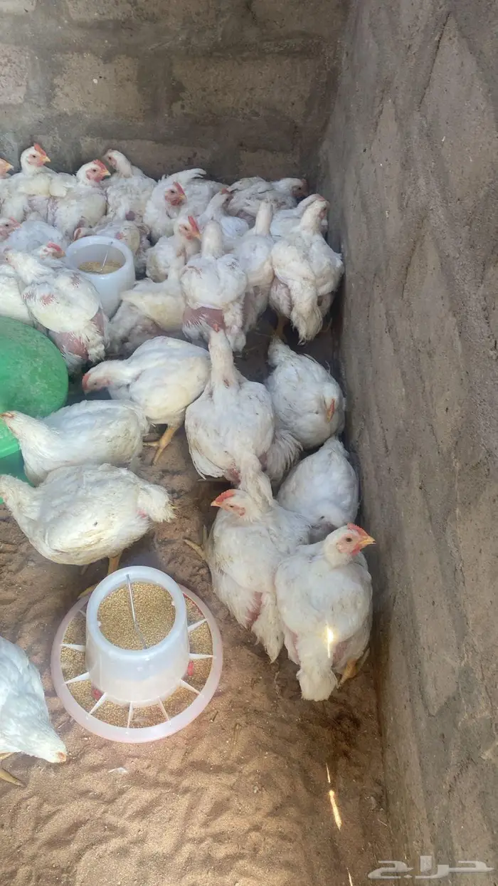 صوص الدجاج اللاحم عمر 35 يوم 5